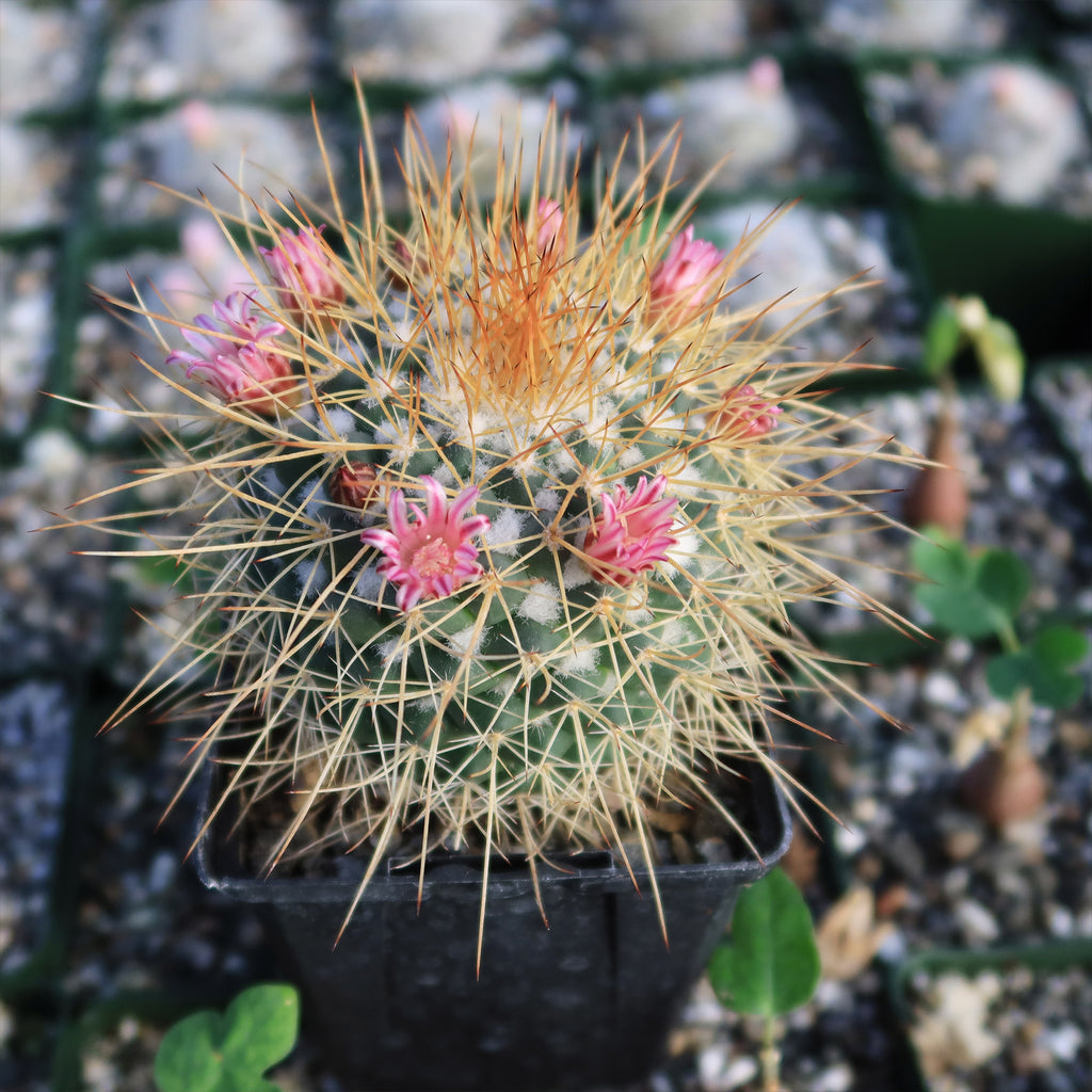 Mammillaria petterssonii