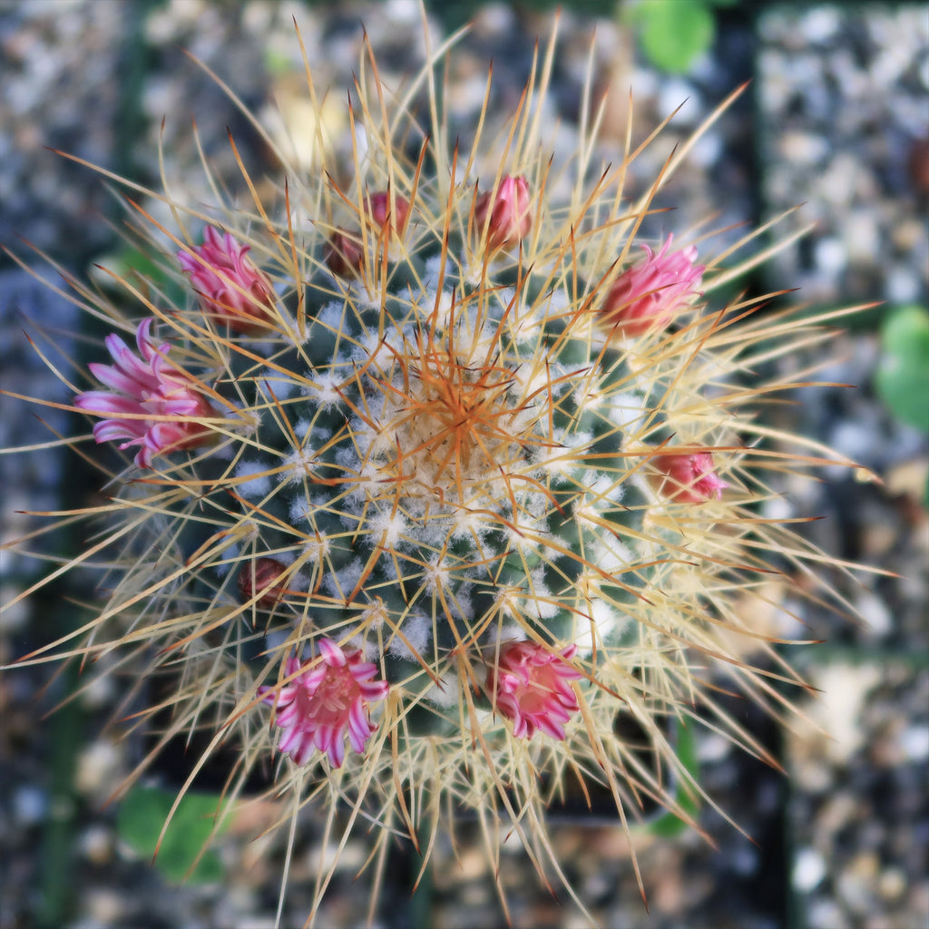 Mammillaria petterssonii