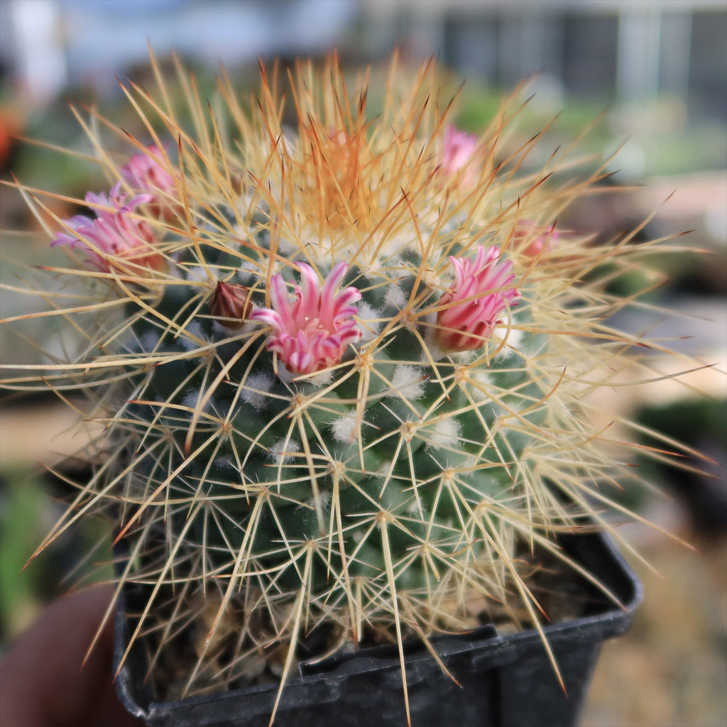 Mammillaria petterssonii