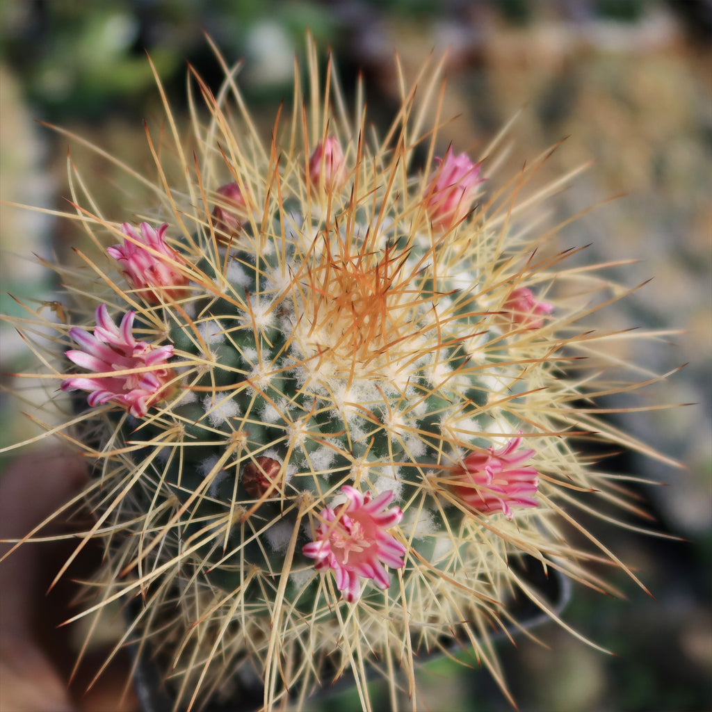 Mammillaria petterssonii