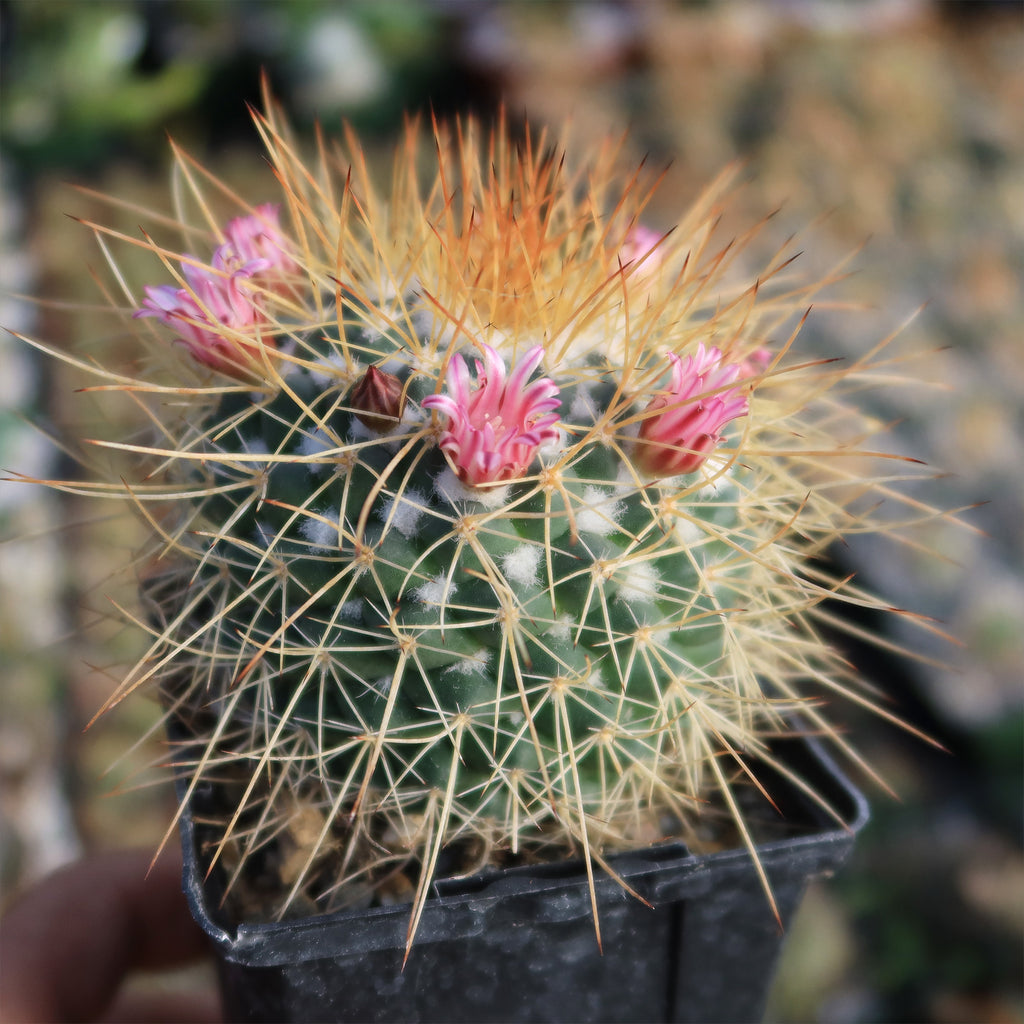 Mammillaria petterssonii