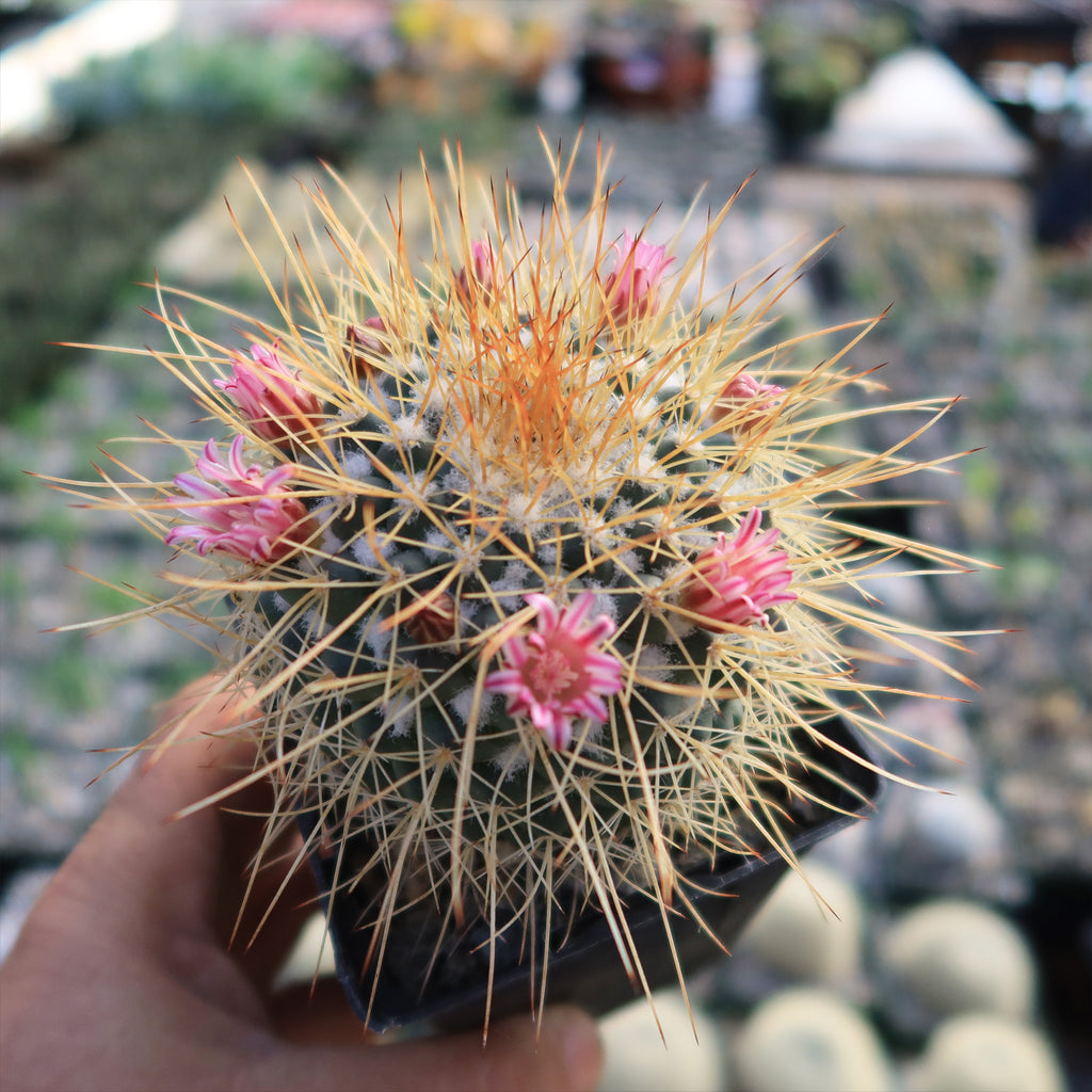 Mammillaria petterssonii