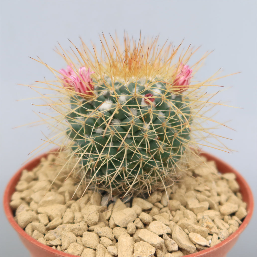 Mammillaria petterssonii