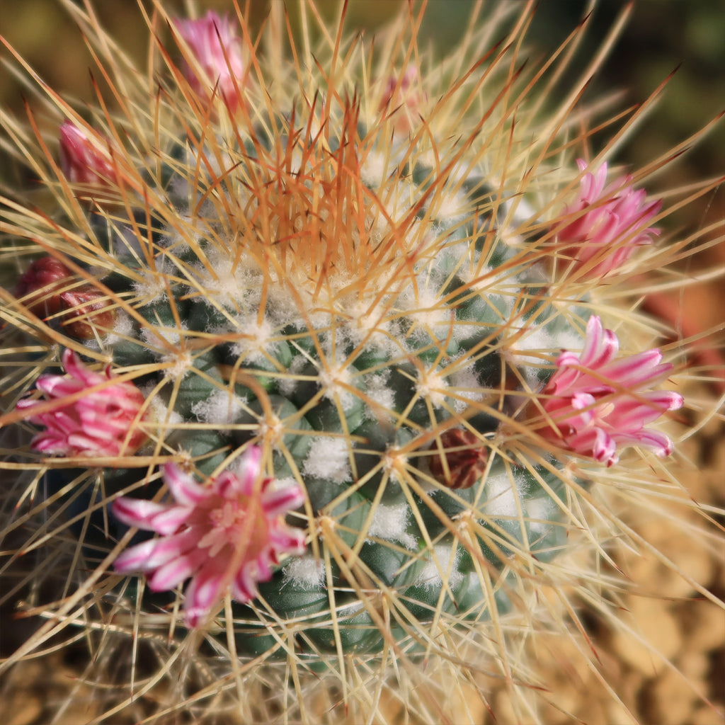 Mammillaria petterssonii