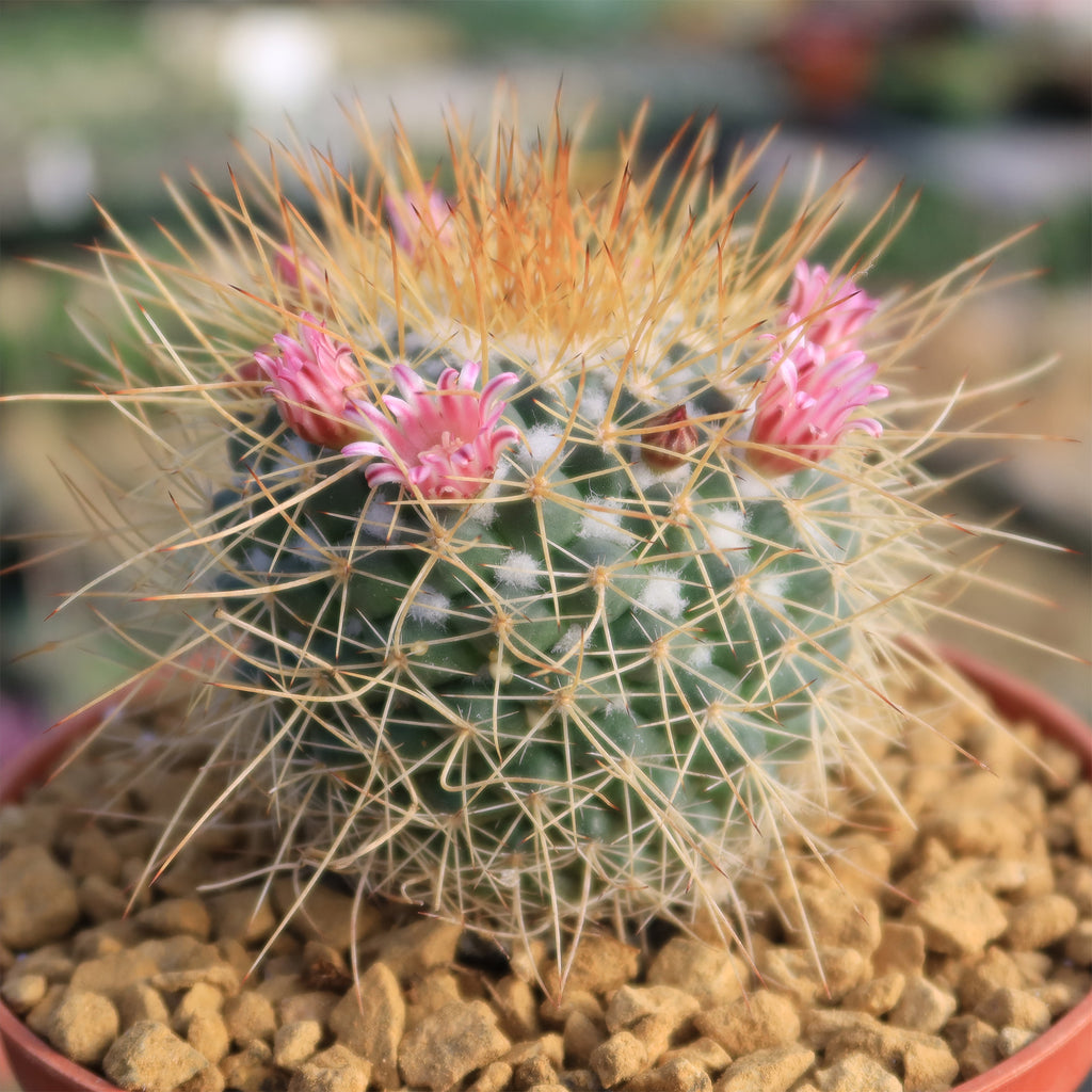 Mammillaria petterssonii