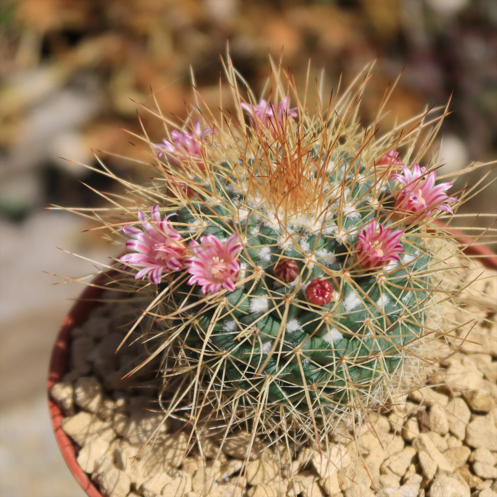Mammillaria petterssonii