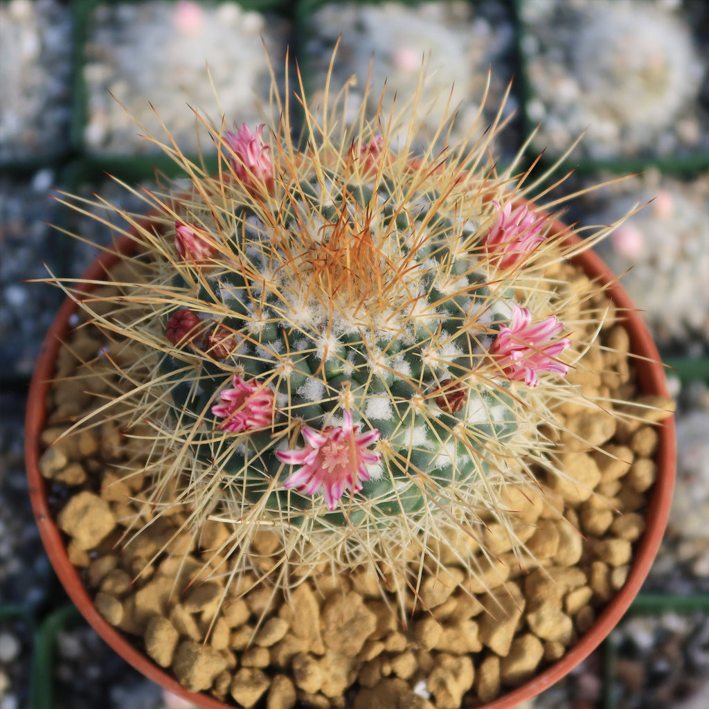 Mammillaria petterssonii