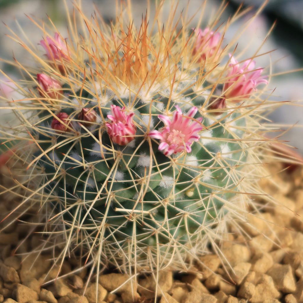 Mammillaria petterssonii