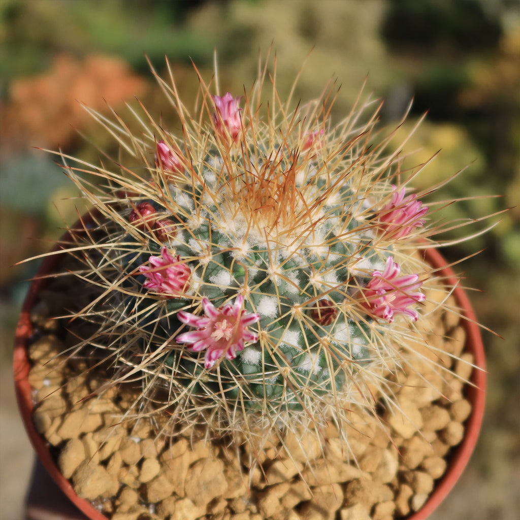 Mammillaria petterssonii