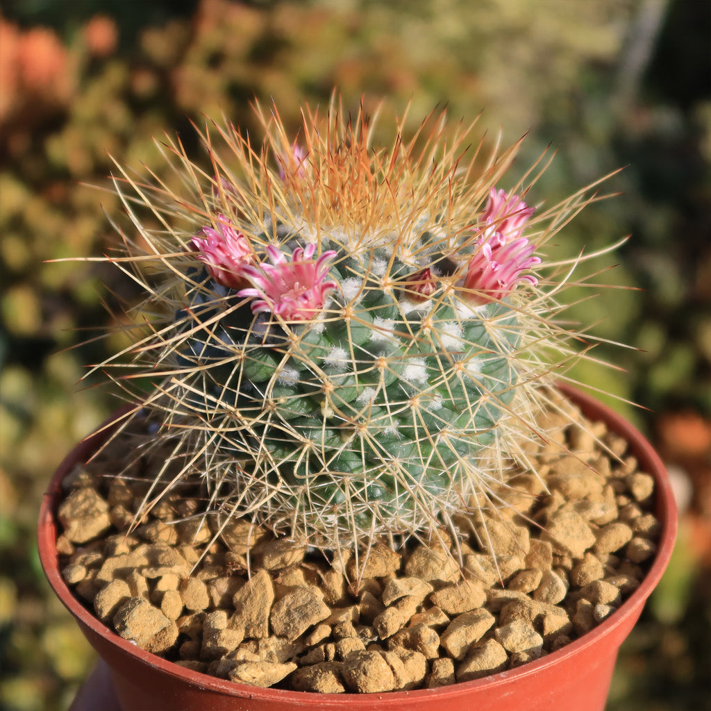 Mammillaria petterssonii