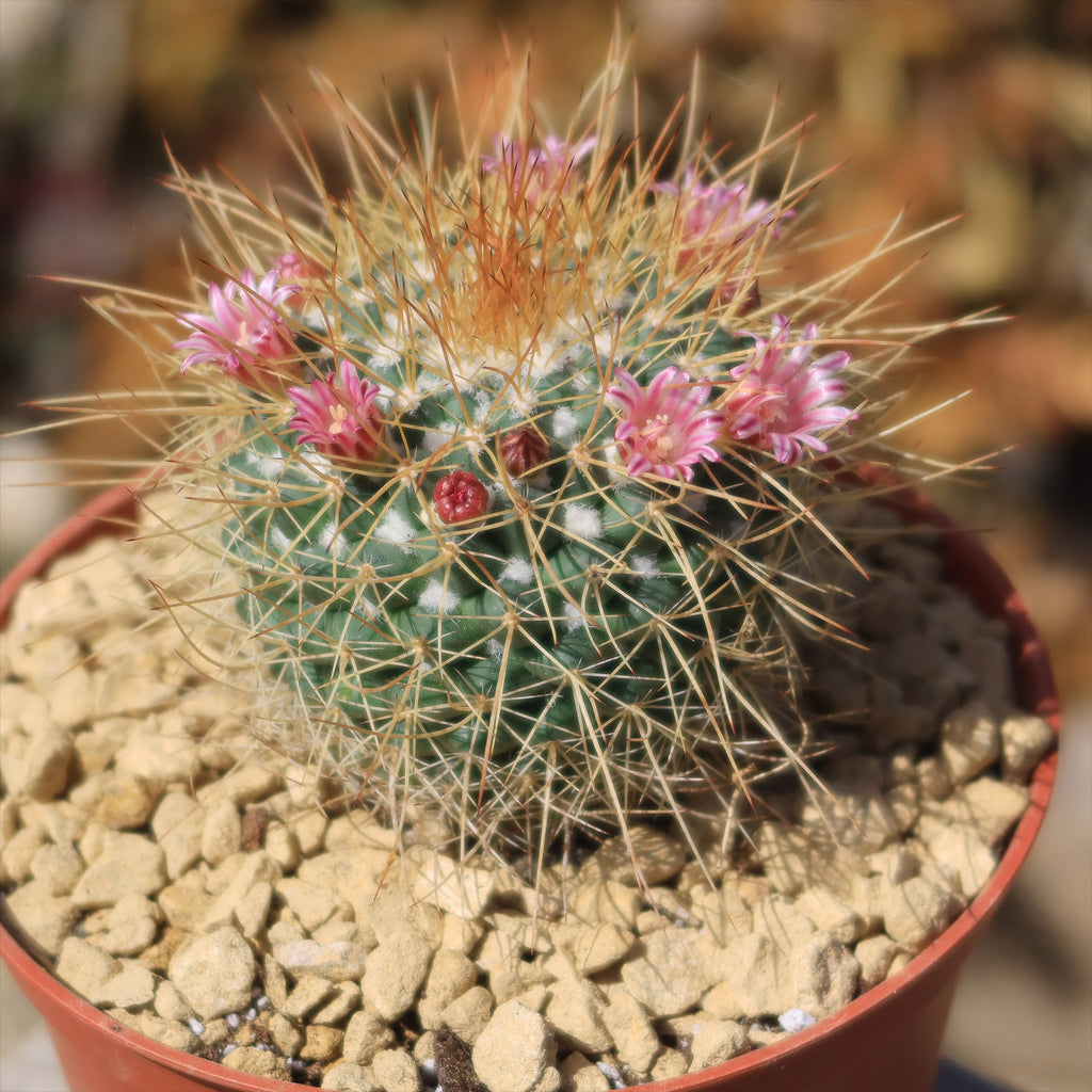 Mammillaria petterssonii