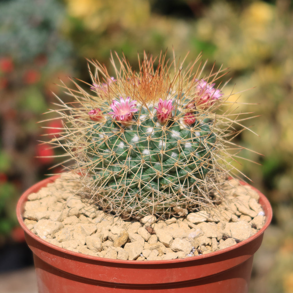 Mammillaria petterssonii
