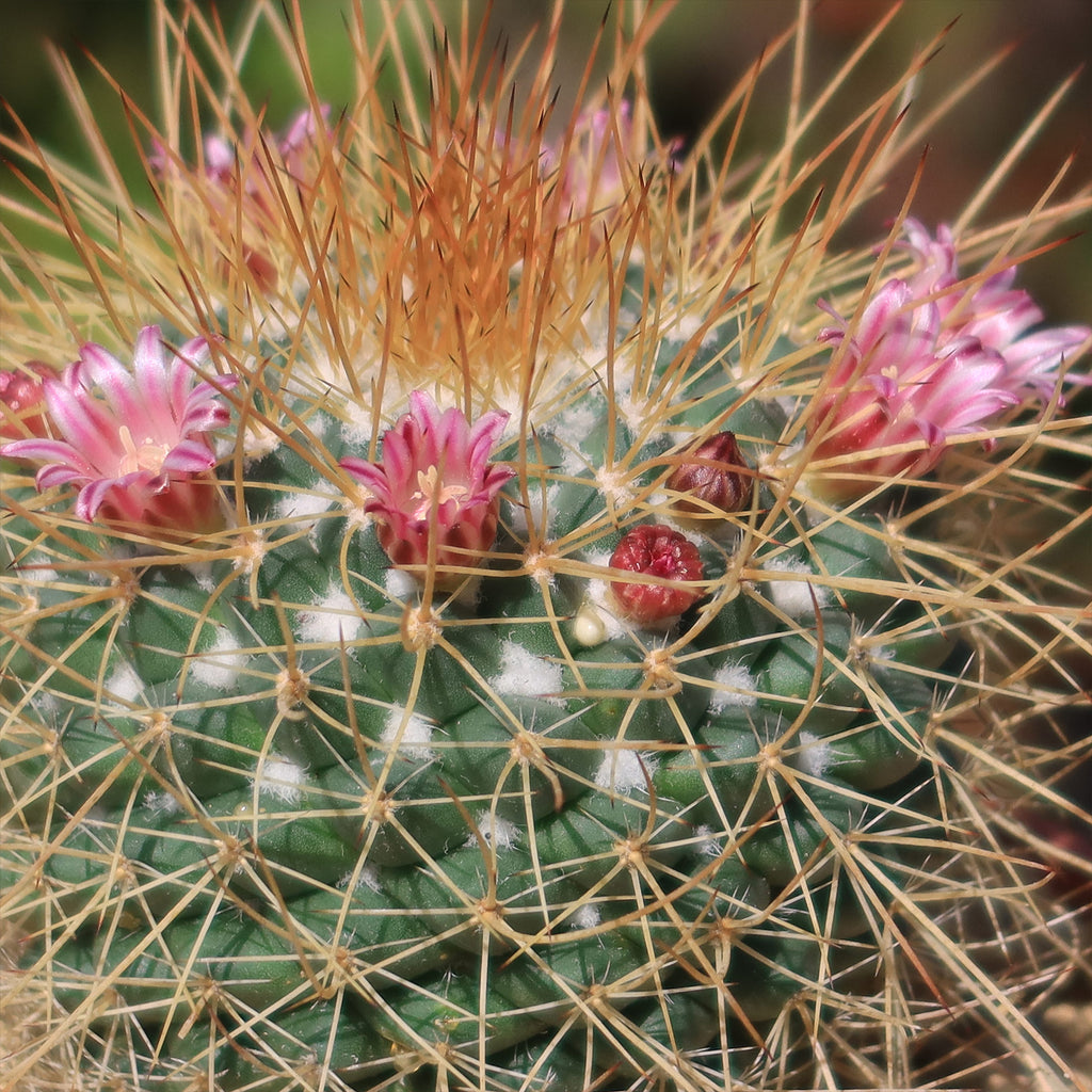 Mammillaria petterssonii