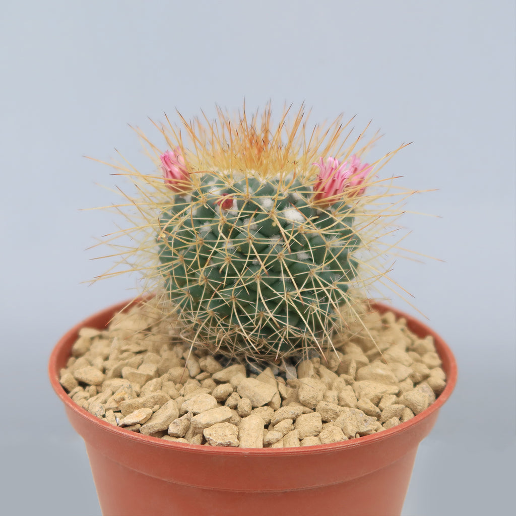 Mammillaria petterssonii