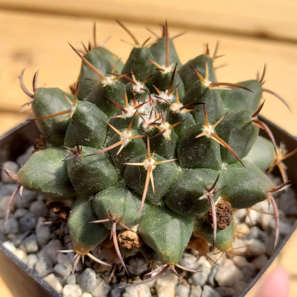 Mammillaria bucareliensis