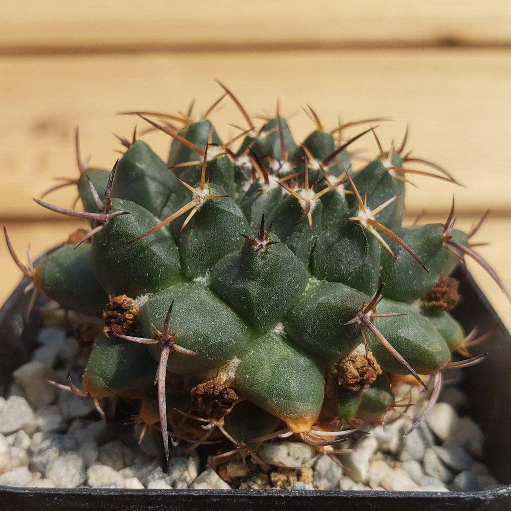Mammillaria bucareliensis