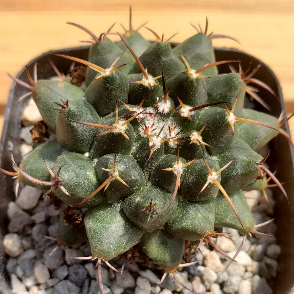 Mammillaria bucareliensis