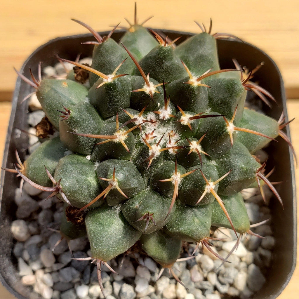 Mammillaria bucareliensis