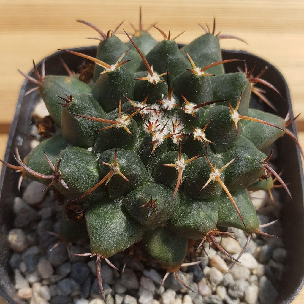 Mammillaria bucareliensis