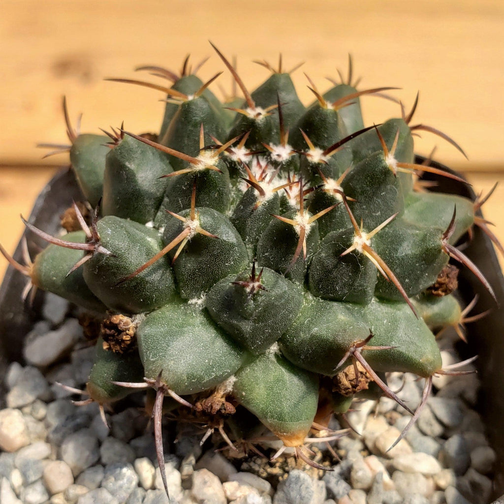 Mammillaria bucareliensis