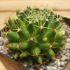 Mammillaria camptotricha marnier