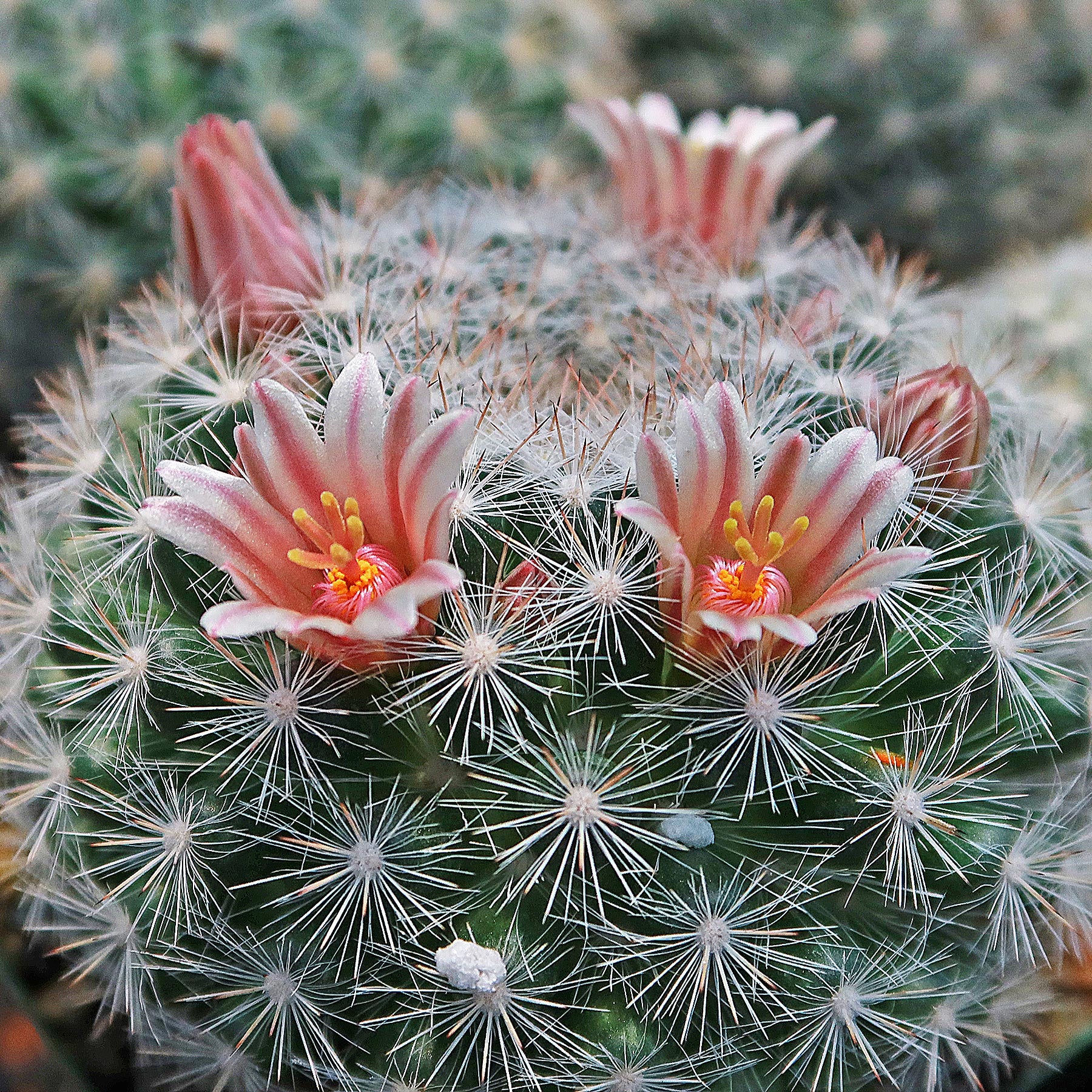 Mammillaria candida