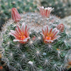 Mammillaria candida