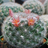 Mammillaria candida