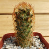 Copper King Cactus - Mammillaria elongata ‘Copper King’