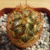 Copper King Cactus - Mammillaria elongata ‘Copper King’