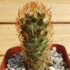 Copper King Cactus - Mammillaria elongata ‘Copper King’