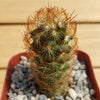 Copper King Cactus - Mammillaria elongata ‘Copper King’