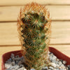 Copper King Cactus - Mammillaria elongata ‘Copper King’