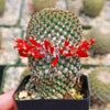 Mammillaria huitzilopohctli