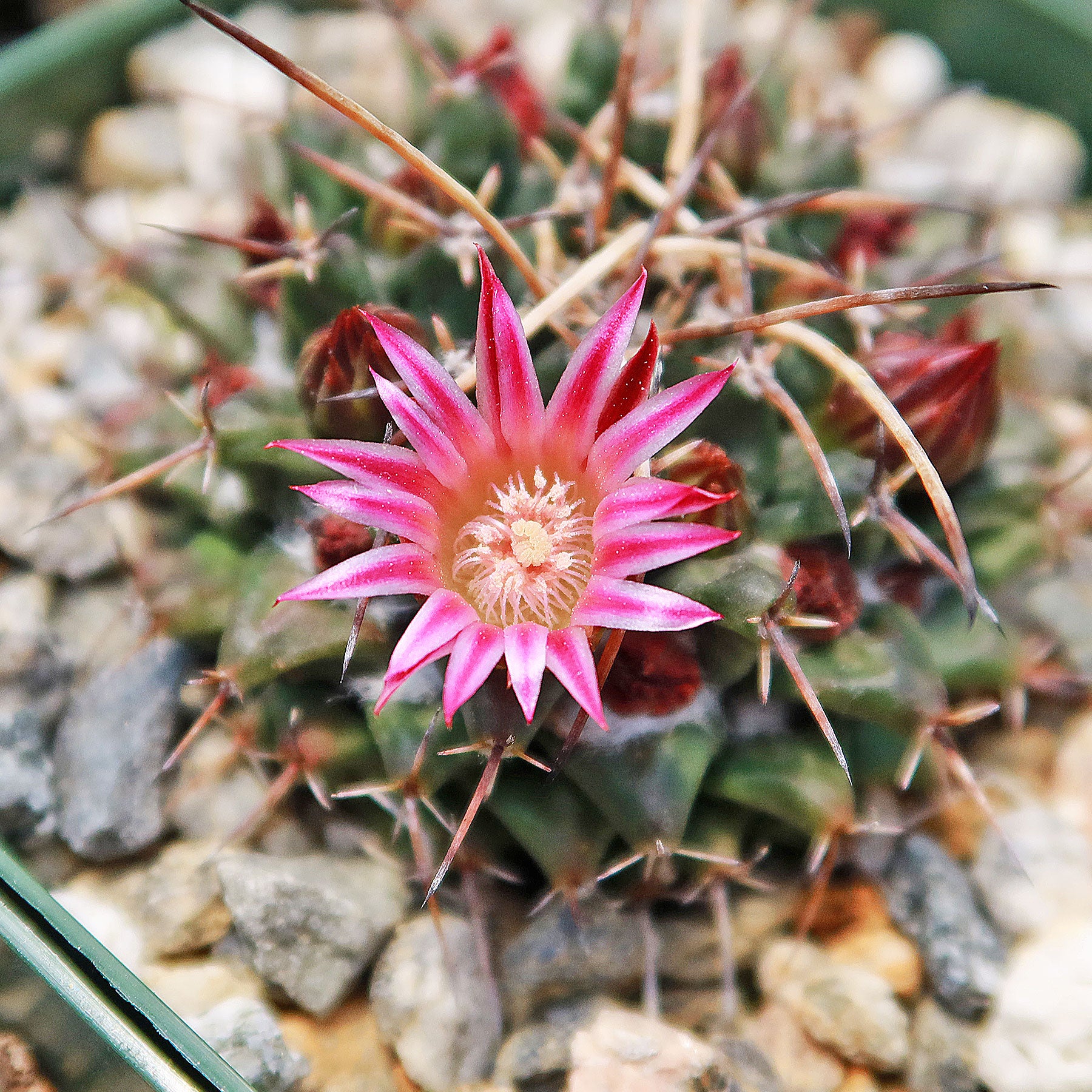 Mammillaria krameria