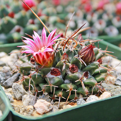 Mammillaria krameria