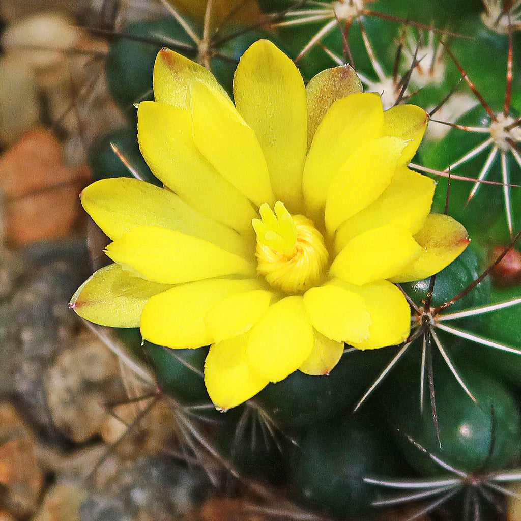 Mammillaria melaleuca