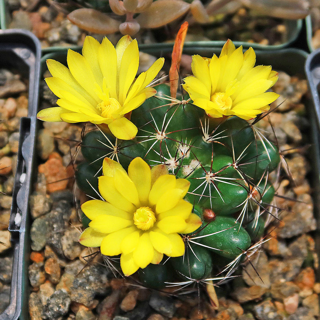 Mammillaria melaleuca
