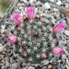 Mammillaria perbella