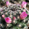 Mammillaria perbella