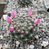 Mammillaria perbella