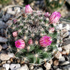 Mammillaria perbella