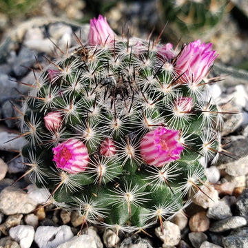 Mammillaria perbella – Planet Desert