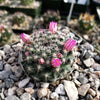 Mammillaria perbella