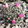 Mammillaria perbella