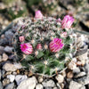 Mammillaria perbella