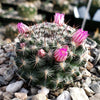 Mammillaria perbella