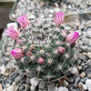 Mammillaria perbella