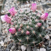 Mammillaria perbella