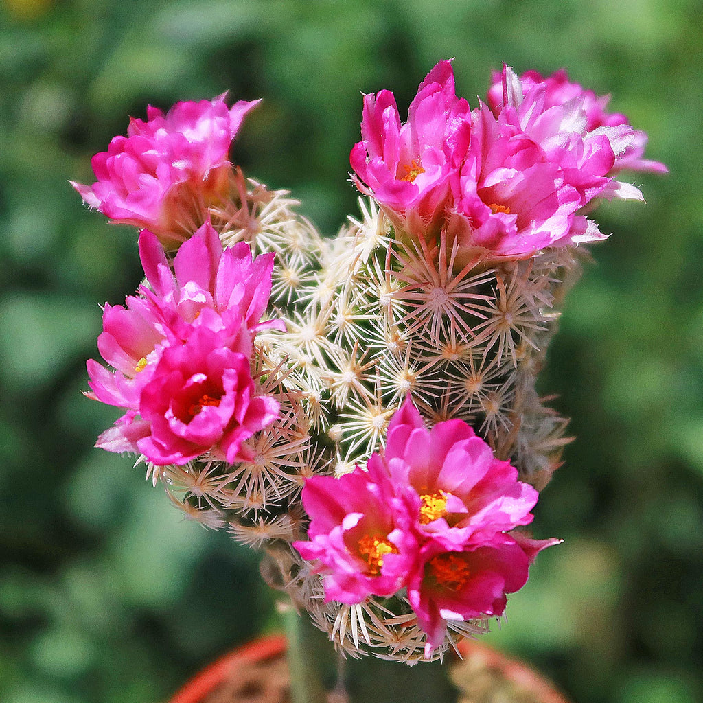 Nellie Cory Cactus &